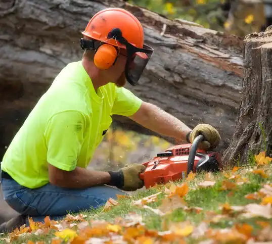 tree services Sartell